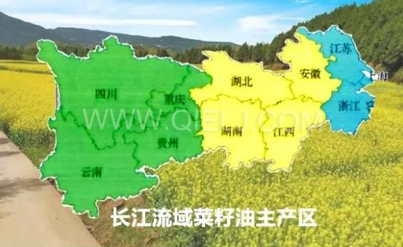 濃香菜籽油成套設備，企鵝糧油機械品質出眾(圖1)