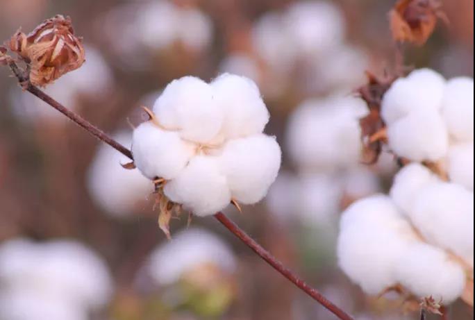 棉籽油精煉加工設備，企鵝機械提高油料綜合利用率(圖1)