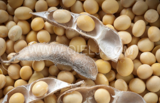 南美大豆供應(yīng)緊張 強勁的出口需求(圖1) 南美大豆供應(yīng)緊張 強勁的出口需求(圖1)